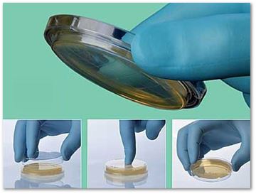 Show details for Malt Extract Agar Plates - CHP93 Picture of Malt Extract Agar Plates - CHP93