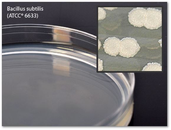 Picture of Tryptic Soy Agar - G60